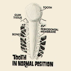 What is Orthodontics - Normal Tooth Position